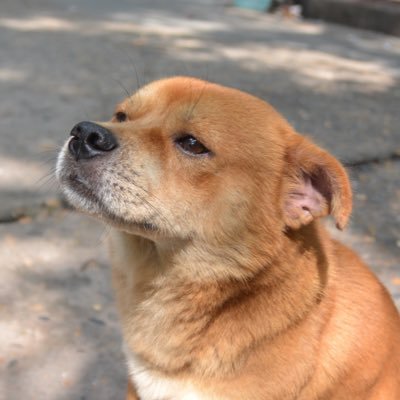 Cotlxy's profile picture. A dog named Pander，live in the Southwest University.