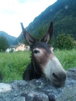 il_mencamassi78's profile picture. Sei l'artefice del tuo destino