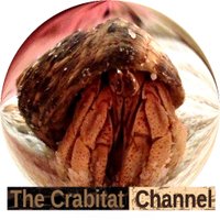 Mr Crabby(@thecrabitat16a) 's Twitter Profile Photo
