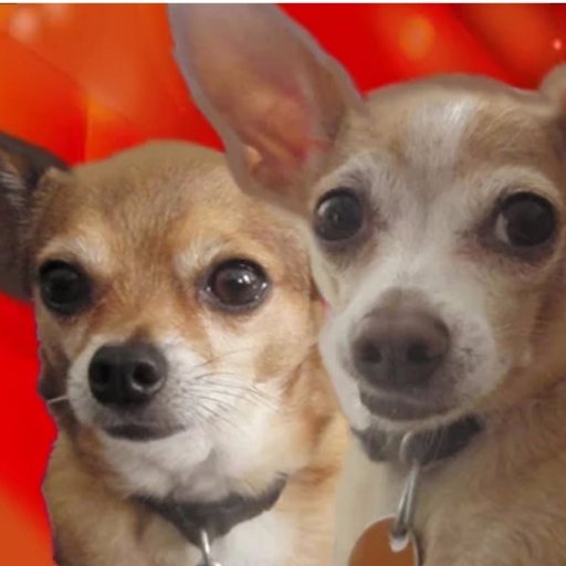 Join us on a animated comedy, Youtube show about two dogs and their adventures in an Alternate Universe. 99% follow back