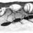 almaleves's profile image