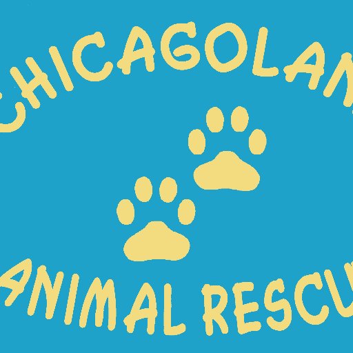 Chicagoland Animal Rescue, NFP - small cat rescue in the western Chicago suburbs