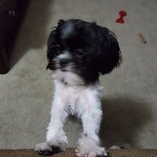 kent_1981's profile image
