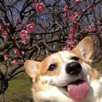 LaserCorgi (@josephc59987812) 's Twitter Profile