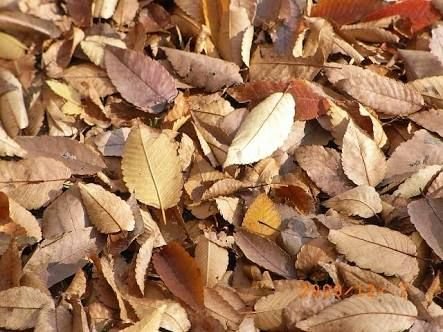 kuroo0506's profile picture. 多分近畿の社会人