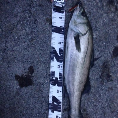 heihatibaby1's profile picture. 主に釣りしとります