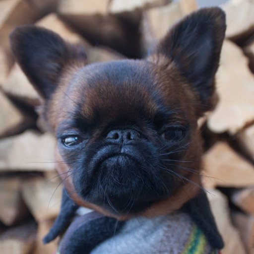 Kryptikko's profile picture. turn on, boot up, jack in