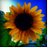 kristen_conrad5's profile image