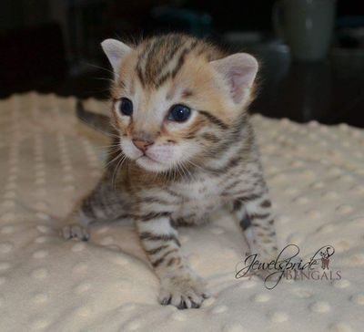 Bengal cat breeder producing high quality, healthy, well socialized brown and snow bengal kittens.