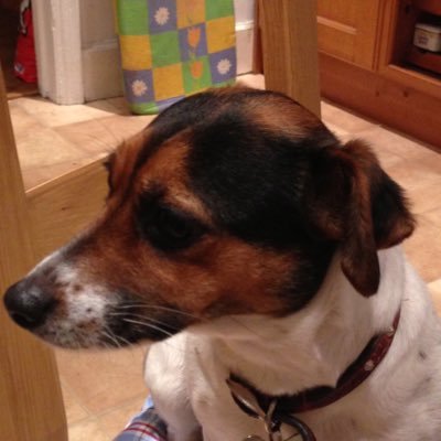 Please help find our Jack Russell girl Zappa. Missing since 7/12/15 SE London. Small and timid, 6yo. Tri coloured head with mainly white body. Loved & missed.