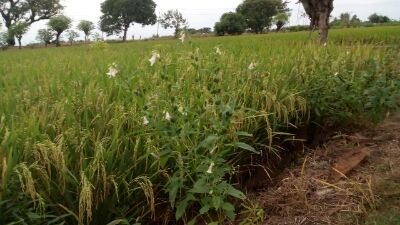 thltbpopt's profile picture. Demi Nawacita Dan Pangan