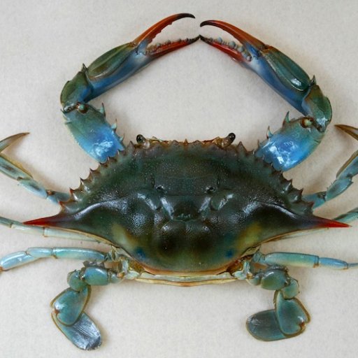 Blubaycrab Profile Picture