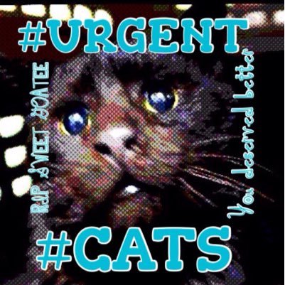 We tweet for #URGENT #CATS at #NYCACC and high kill shelters. #animalrights #nokill #adoptdontshop #TeamKittySOS