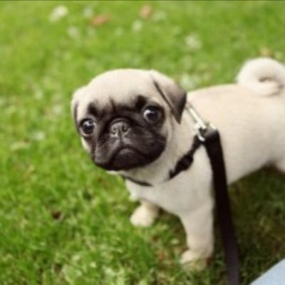 SRT_Kuda's profile picture. I'm here to help stop animal cruelty and animal abuse and obedience it wrong to have a pet if your gonna let it die please stop and think about all the animals