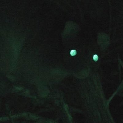 the possum photos will continue until music release schedule improves