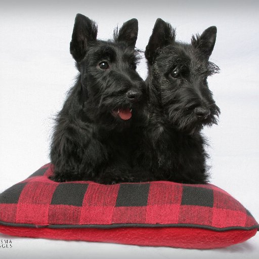 PatriotDames's profile picture. 