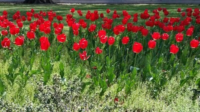 dpcancor's profile picture. Government Relations Manager for ANCOR; tweets are my own.