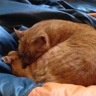 Caramel the cat mac os x Caramel the cat mac os x