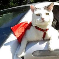 Patches - SuperKitty (@superkitty4pres) 's Twitter Profile