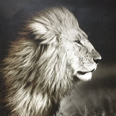 BCS_Lions Profile Picture