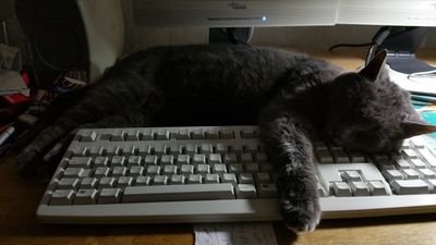 RightOfParley's profile picture. 