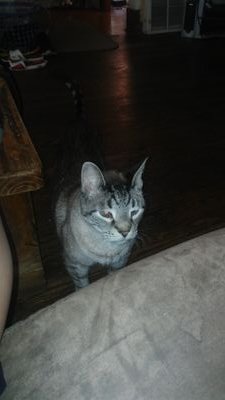 ssanchez1844's profile picture. Im sarcastically witty