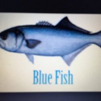 Brad Nelson(@BluefishSAC) 's Twitter Profile Photo