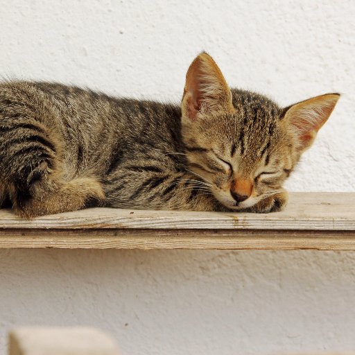 きじとら (@kijitora_00) / Posts / X