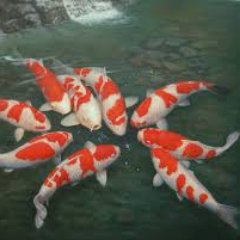 Everything you wanted to know about Koi fish and ponds!