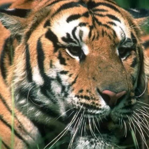 MayhemHavoc's profile picture. Indian Nationalist, Patriot. 
Nation first. India First. 
Love Nature and its creation. 
Not afraid of anyone else other than God.