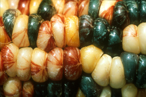 cornfields's profile picture. And so it goes...