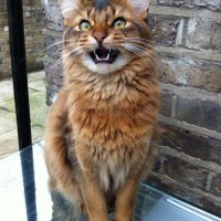 Oonagh Heron (@oonaverse) 's Twitter Profile
