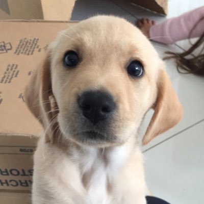 Guide dog puppy born June 2016. Now fully qualified as a pet - guiding wasn’t for me #Guidedogs (1st puppy, Bradley, qualified March 2017). All views my own.