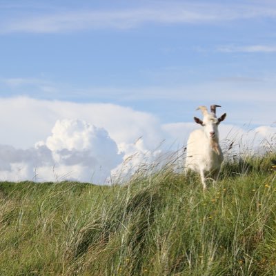 Boston Scientist, Malbec lover. Full Disclosure: I did not myself take this awesome goat photo