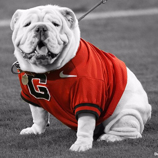 Go Dawgs! Seriously.