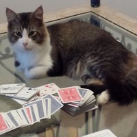 Domainer (@tldbroker) 's Twitter Profile