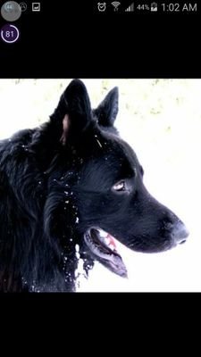 Black German Shepherd Therapy Dog
Heavy Equipment Operator
