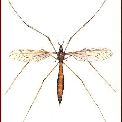 tipule4810's profile picture. 