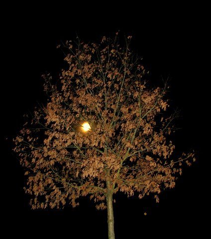 dwntwnbrown's profile picture. 