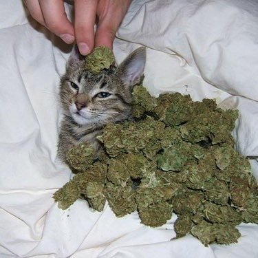 猫と大麻 V Twitter おれはいつも大麻を吸ってるわけじゃにゃい だが 吸うときは毎日吸う