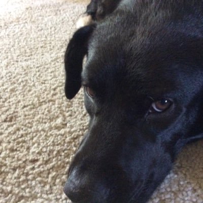 celia_owens7's profile picture. I came from The Dominican Republic at the ages six. Lived in New York City, Virginia, Wyoming and Missouri.