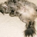 Natalya Brown-Gratch - @GratchNatalya - Twitter