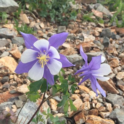 HeidiPankow's profile picture. Colorado gal, living in my favorite place, doing my favorite things!