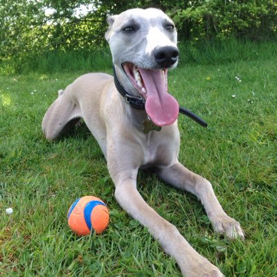 A Forever Hounds rescue whippet living in the south of England. Interests include chasing balls, having my stomach rubbed and sofas (I love sofas!)