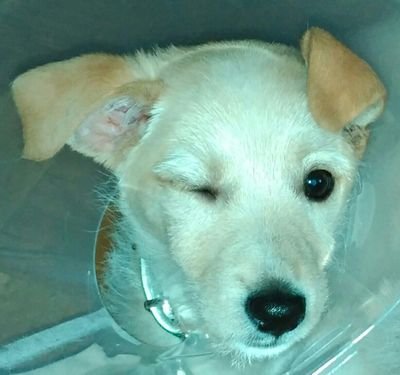 Syra2016's profile picture. 