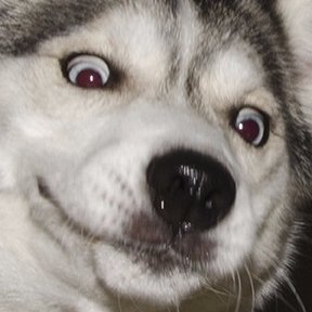 sexeambllops's profile picture. Ya no uso esta cuenta ahora estoy en @furrofobia