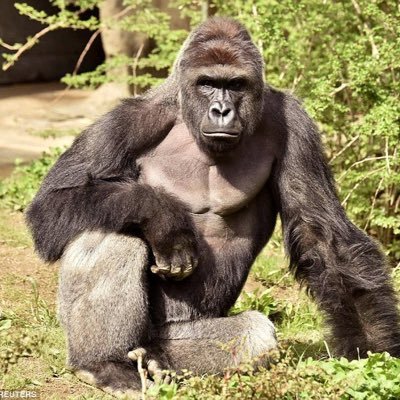 Harambe was a beautiful and majestic creature