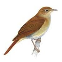Nightingales (@nightingalesmps) 's Twitter Profile Photo Nightingales (@nightingalesmps) 's Twitter Profile Photo