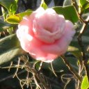 Brenda Batten - @RootsandRoses - Twitter