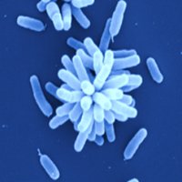 Fuqua Lab (@fuqualabiu) 's Twitter Profile